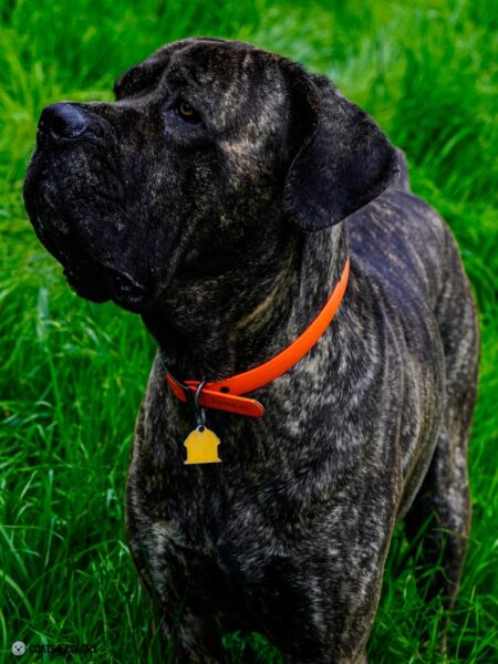 English Mastiff Color Chart | Coats and Colors