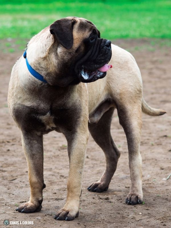 English Mastiff Color Chart extended mask