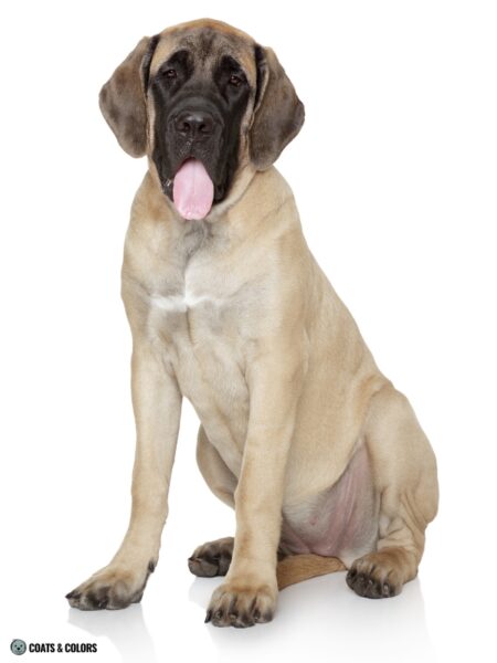 English Mastiff Color Chart | Coats and Colors