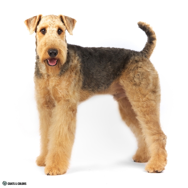 Saddle phenotypes for comparison Airedale
