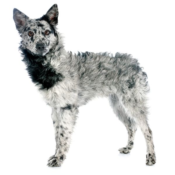 Terrier Lookalike Coat coat types long curly non furnished Mudi