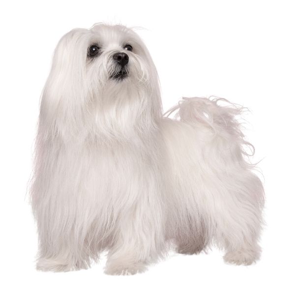 Terrier Lookalike Coat coat types long non curly furnished Maltese