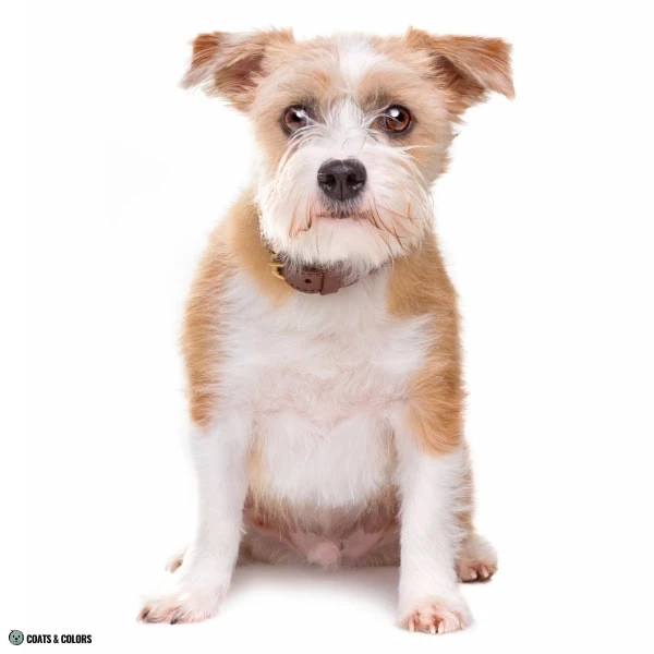 Terrier Lookalike Coat mixed dogs example 1