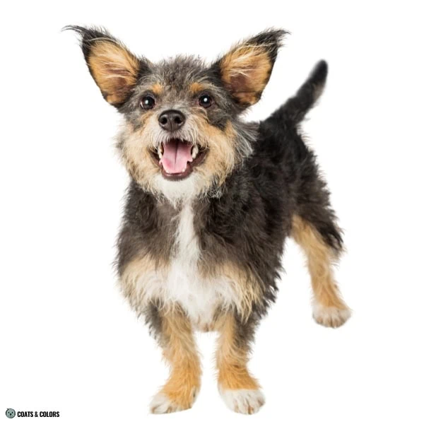 Terrier Lookalike Coat mixed dogs example 2