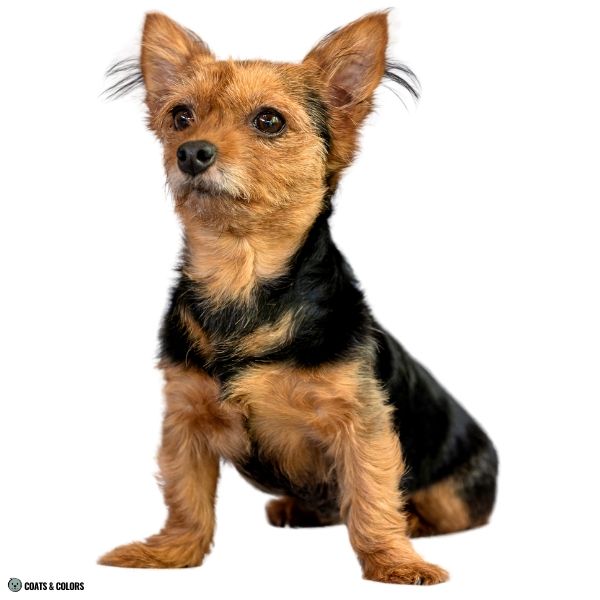 Terrier Lookalike Coat mixed dogs examples 3