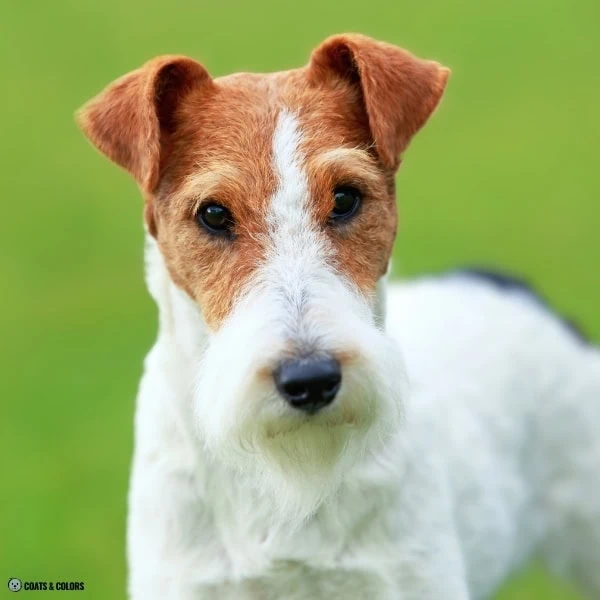 Terrier Lookalike Coat purebred wirehaired terriers 2