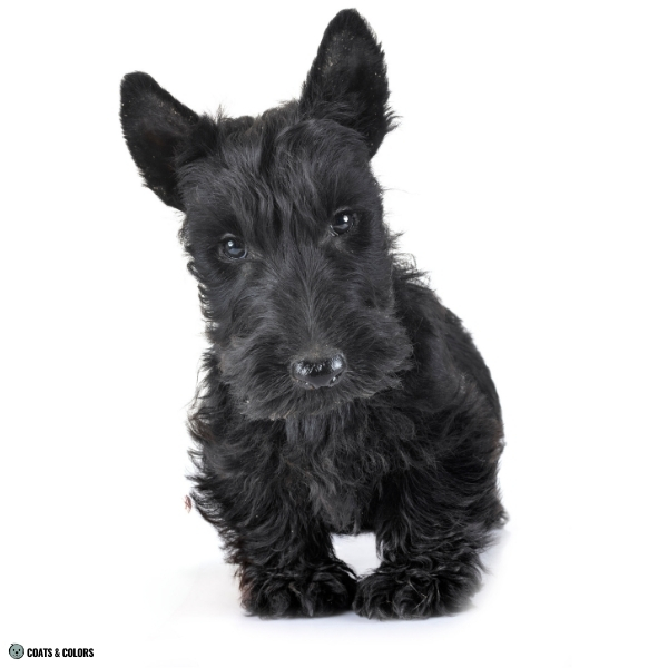 Terrier Lookalike Coat purebred wirehaired terriers 3