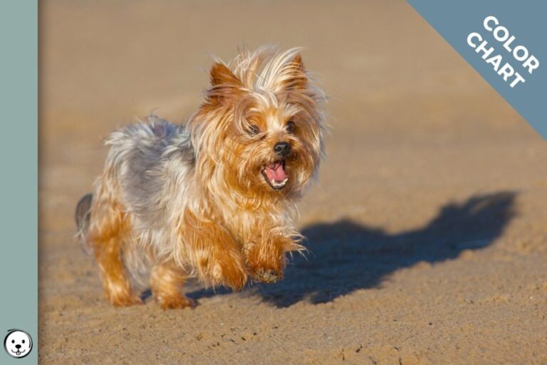 Yorkshire Terrier Color Chart | Coats And Colors