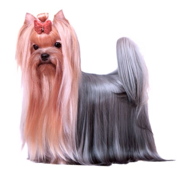 Yorkshire Terrier Color Chart EE kyky asaasa BB DD GG black based saddle pattern with progressive graying