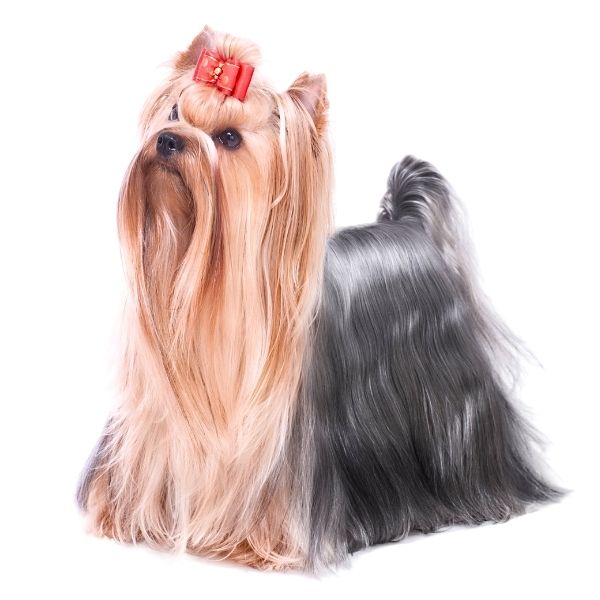 Yorkshire Terrier Color Chart EE kyky asaasa black based saddle pattern with progressive graying