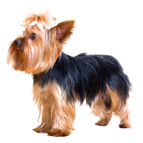Yorkshire Terrier Color Chart   EE Kyky Asaasa Black Based Saddle Pattern Without Progressive Graying 