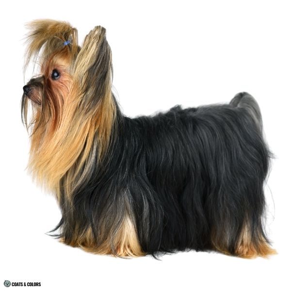 Yorkshire Terrier Color Chart black and tan