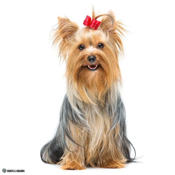 Yorkshire Terrier Color Chart clear tan