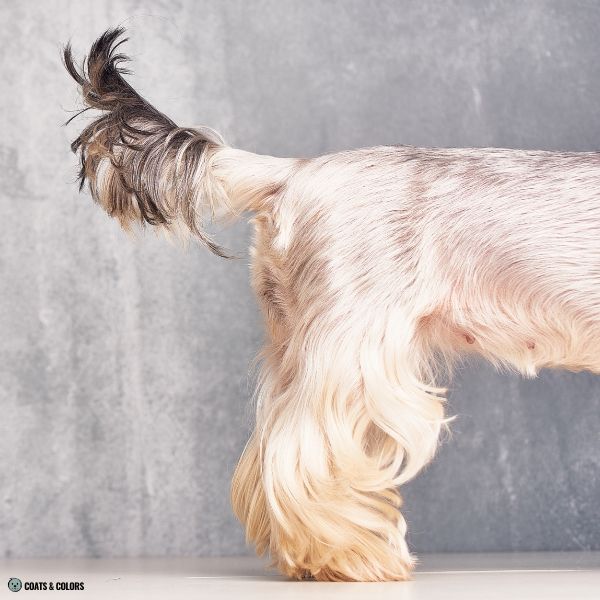 Yorkshire Terrier Color Chart dark tail