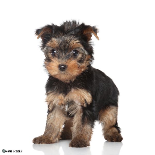 Yorkshire Terrier Color Chart faded black 1