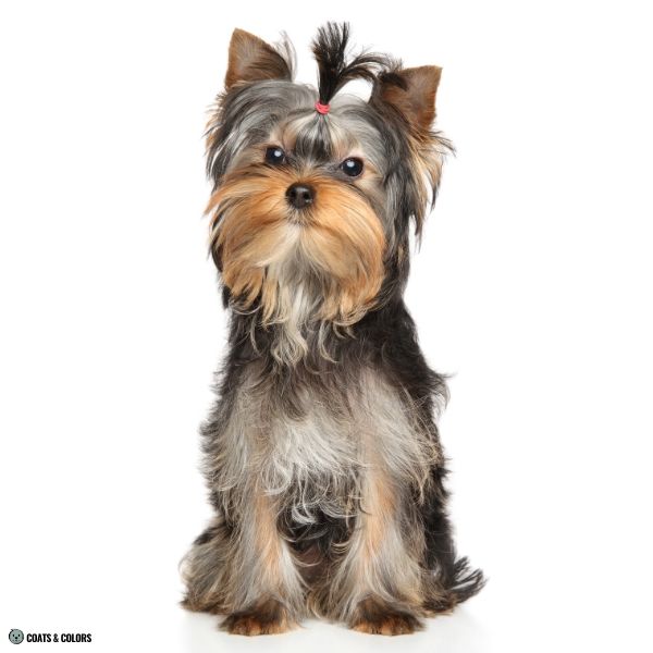 Yorkshire Terrier Color Chart faded black 2
