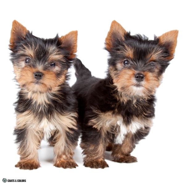 Yorkshire Terrier Color Chart minor white markings