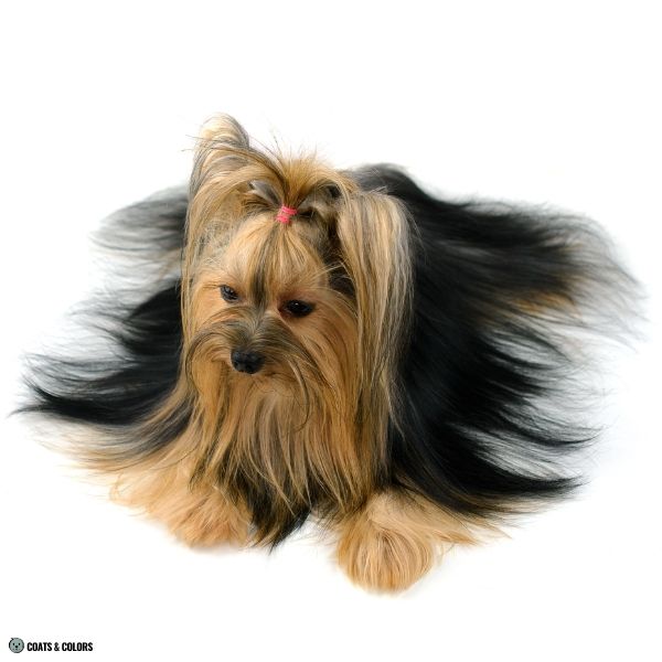 Yorkshire Terrier Color Chart non standard black and tan