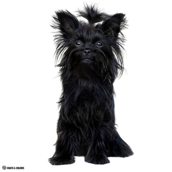 Yorkshire Terrier Color Chart non standard solid black