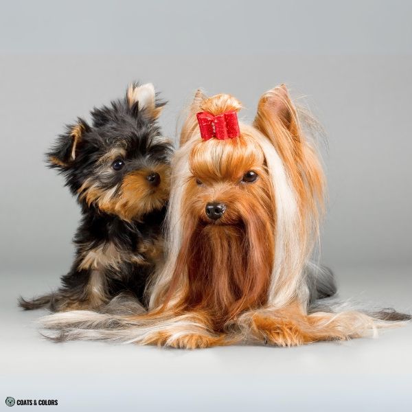 Yorkshire Terrier Color Chart puppy and adult Yorkie