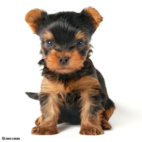 Yorkshire Terrier Color Chart puppy pattern