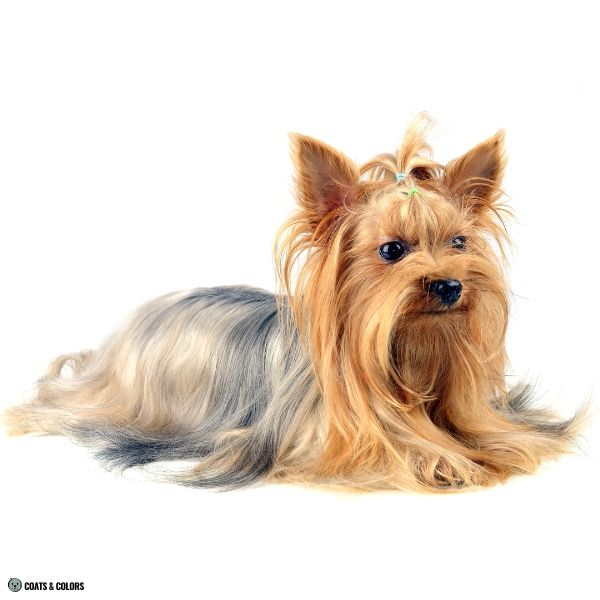 Yorkshire Terrier Color Chart running gold