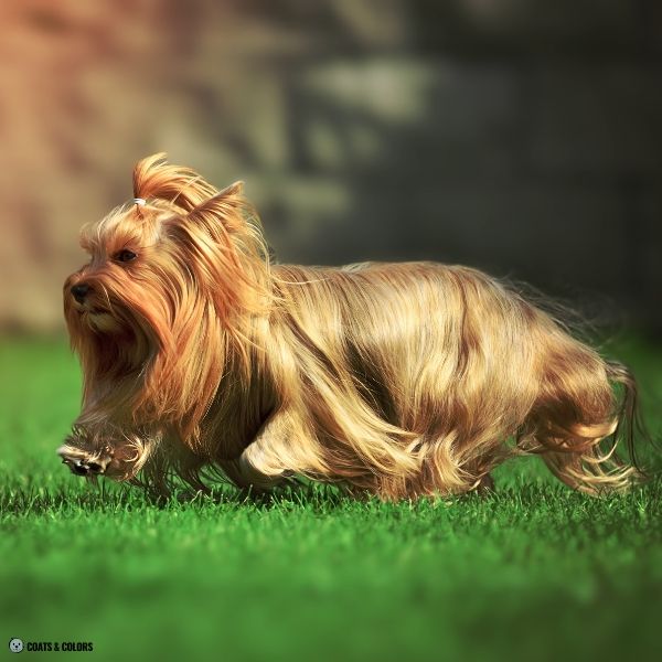 Yorkshire Terrier Color Chart running tan