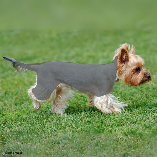 Yorkshire Terrier Color Chart saddle placement