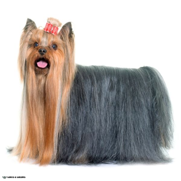 Yorkshire Terrier Color Chart shades of gray 2