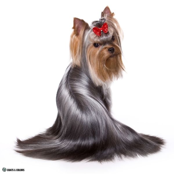 Yorkshire Terrier Color Chart shiny gray steel blue