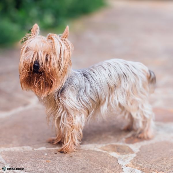 Yorkshire Terrier Color Chart silvery gray saddle running gold