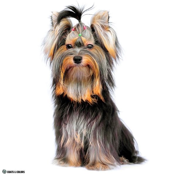 Yorkshire Terrier Color Chart young dog
