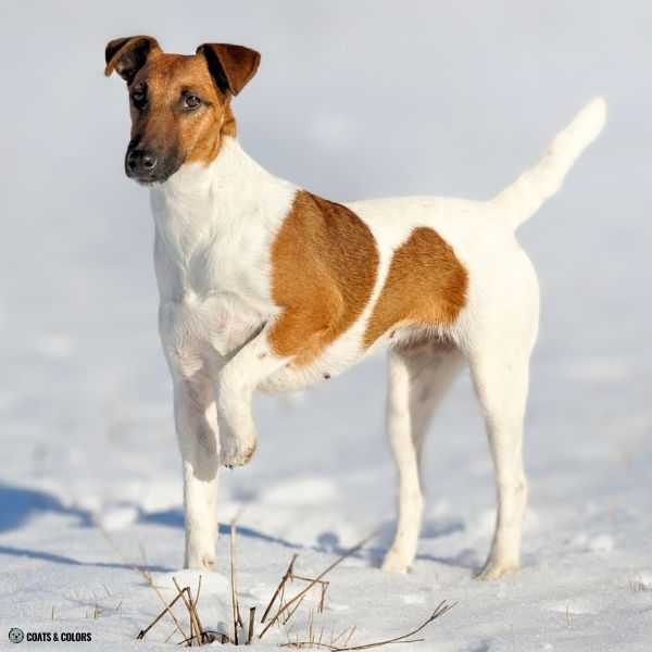 Black Based Sable sable and white Smooth Fox Terrier