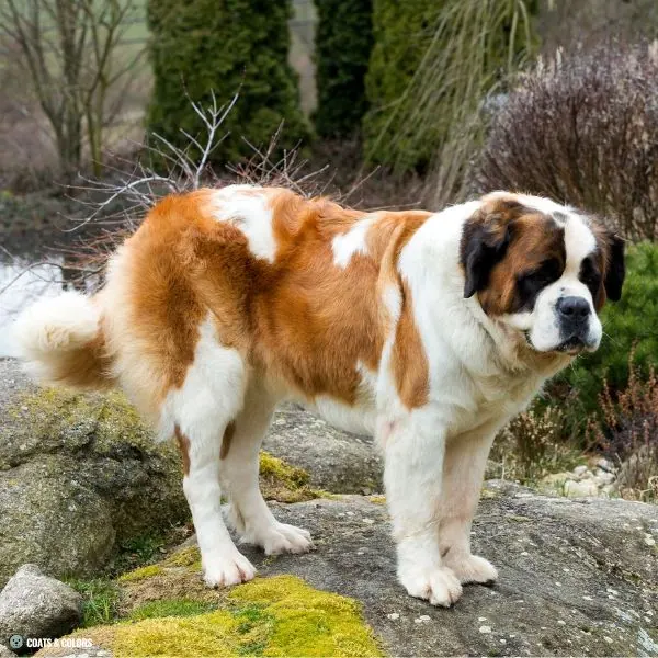 No Watermarking St Bernard clear sable white