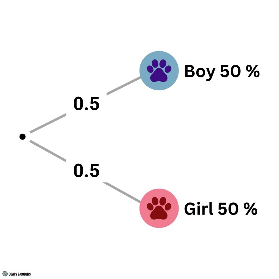 Puppy Boy Girl Probability Calculator chances first puppy