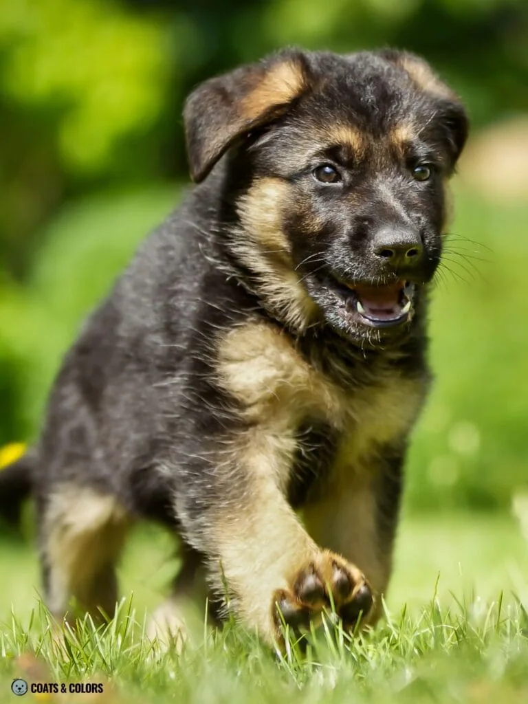 Puppy Boy Girl Probability Calculator chances puppy gender