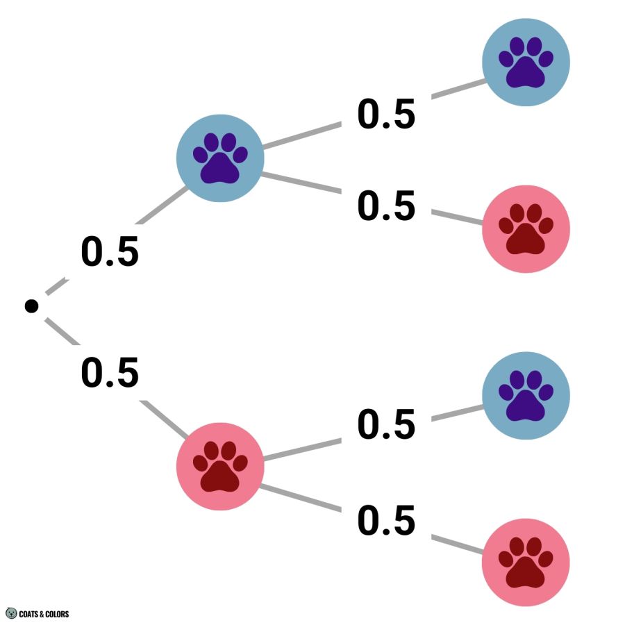 Puppy Boy Girl Probability Calculator chances second puppy