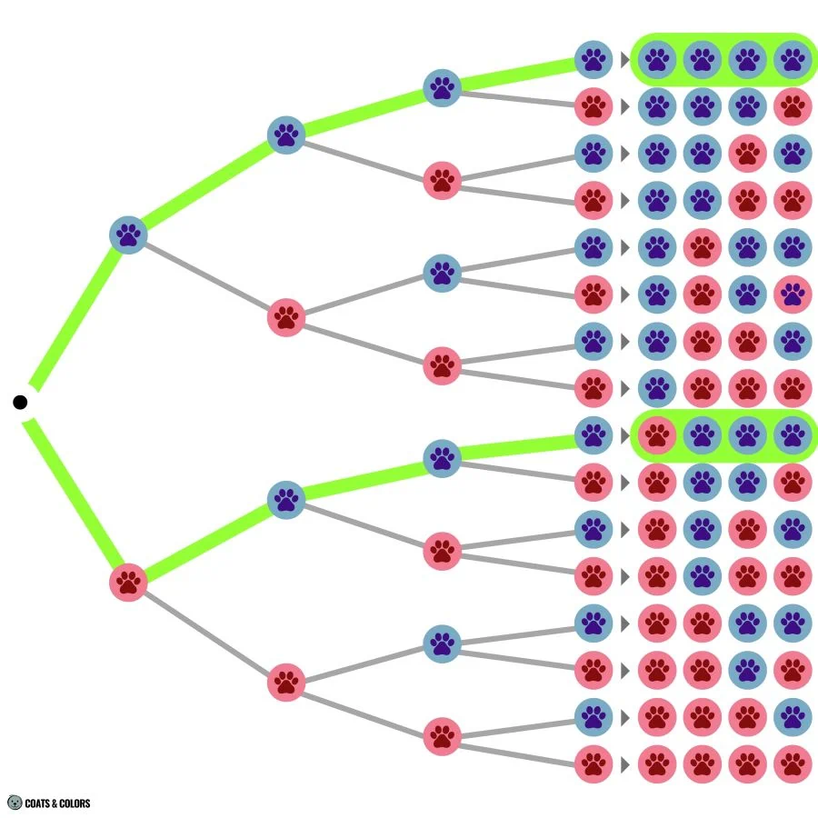 Puppy Boy Girl Probability Calculator permutations