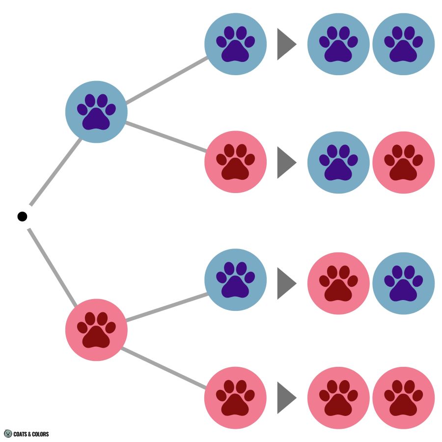 Puppy Boy Girl Probability Calculator permutations litter of 2