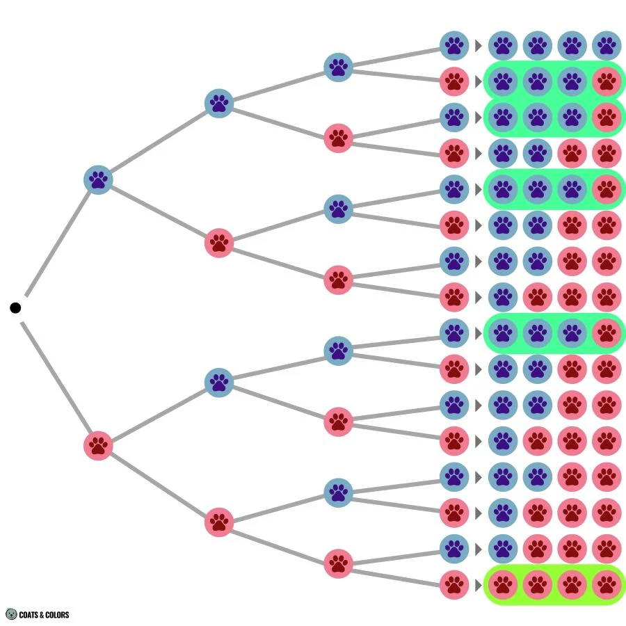 Puppy Boy Girl Probability Calculator permutations sorted