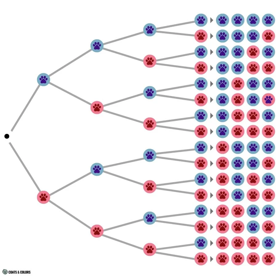 Puppy Boy Girl Probability Calculator permutations