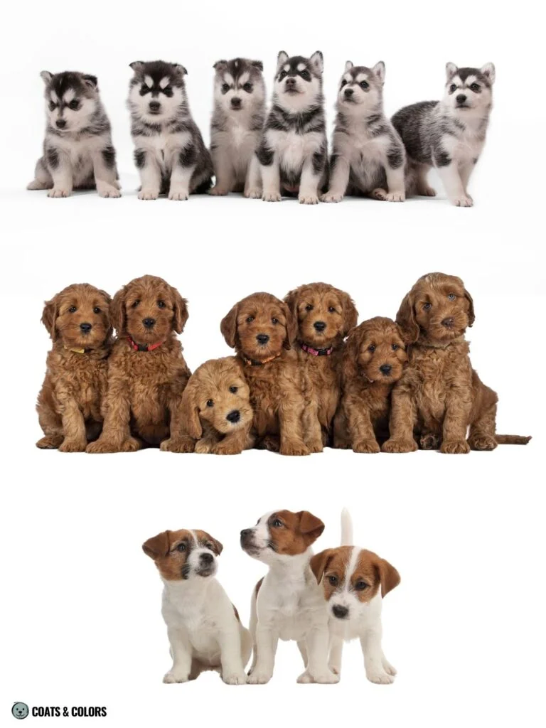 Puppy Boy Girl Probability Calculator puppy breed