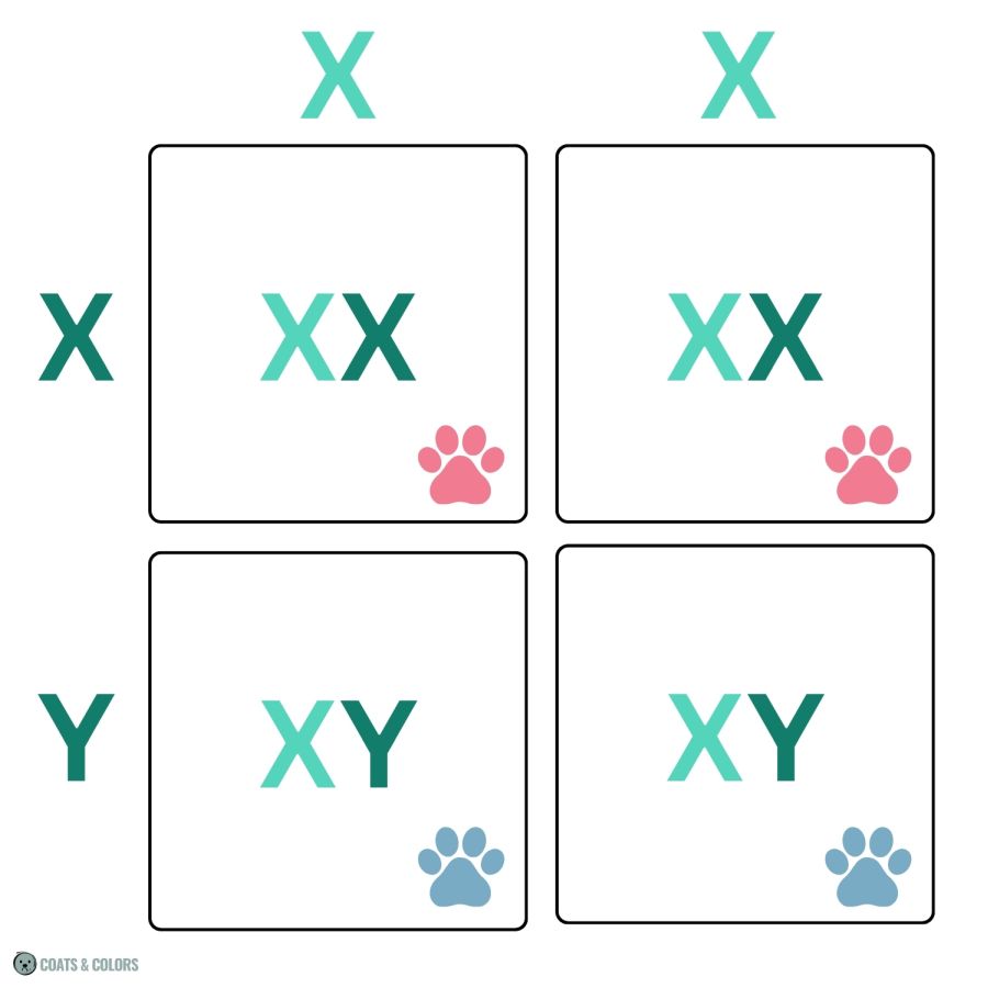 Puppy Boy Girl Probability Calculator sex chromosomes Punnett Sqaure