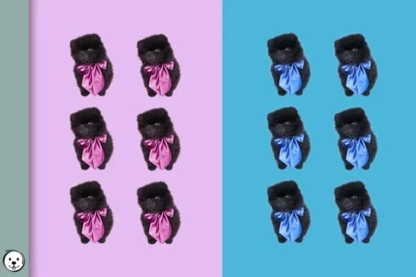 Puppy Boy Girl Ratio Probability 900x600 1