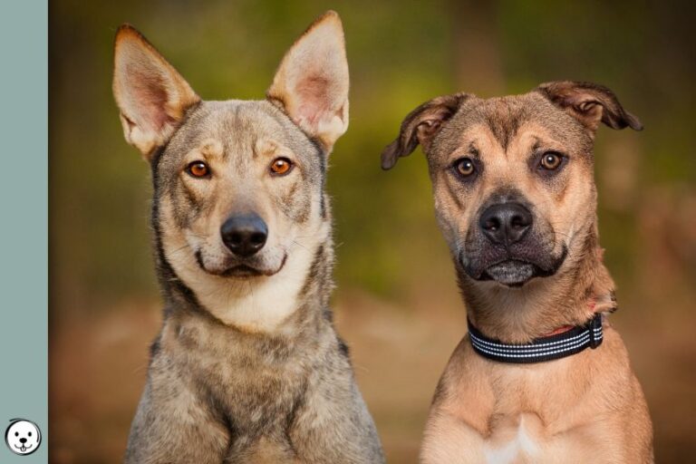 Sable vs. Agouti What’s The Difference? Coats and Colors