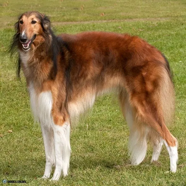 Sable vs Agouti Borzoi