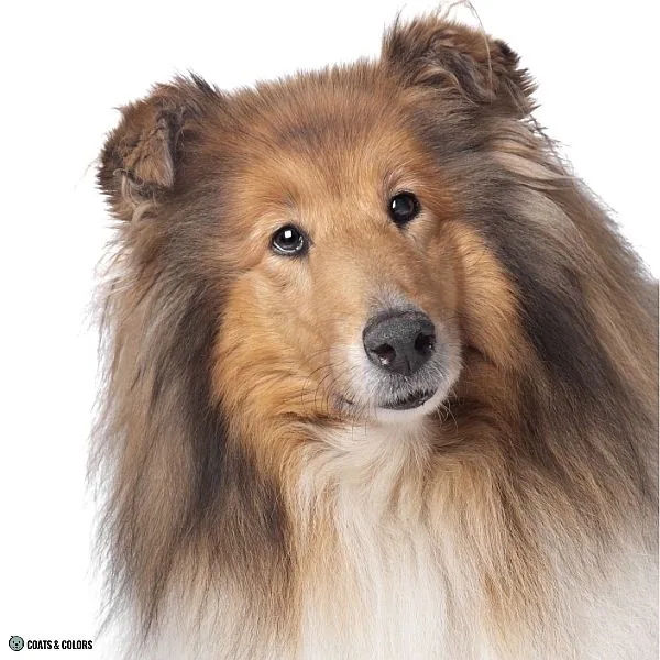 Sable vs Agouti Collie face