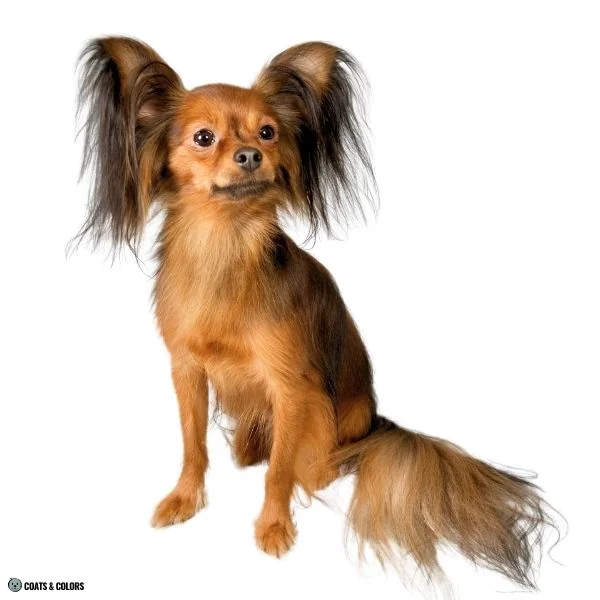 Sable vs Agouti Russian Toy longhaired sable