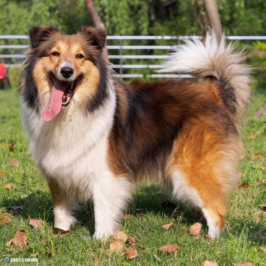 Sable vs Agouti Sheltie