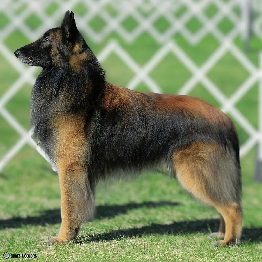 Sable vs Agouti Tervuren shading